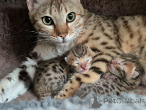 Photo №1. bengal - à vendre en ville de Charleroi | Gratuit | Annonce № 171801