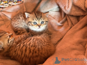 Photo №3. Cats britanniques proposés!. Serbie