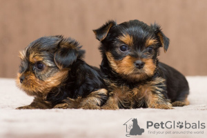 Photo №1. yorkshire terrier - à vendre en ville de Cochem | Gratuit | Annonce №122656