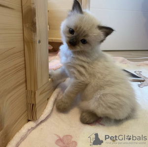 Photo №1. ragdoll - à vendre en ville de Munich | 300€ | Annonce № 109684