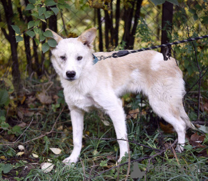 Photo №4. Je vais vendre chien bâtard en ville de Москва. annonce privée - prix - Gratuit