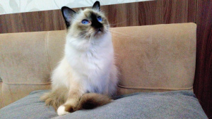 Photos supplémentaires: Sacred Burma est un beau chat avec un bon caractère !!!