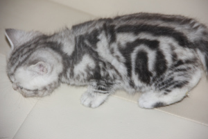 Photos supplémentaires: chat en marbre britannique