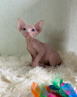 Photo №1. sphynx - à vendre en ville de West Point | 284€ | Annonce № 53172