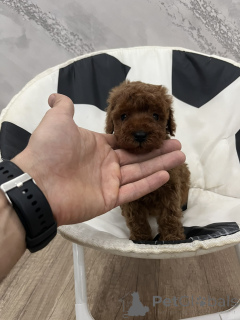 Photo №1. caniche (jouet) - à vendre en ville de Odžaci | négocié | Annonce №156680