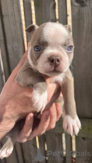 Photos supplémentaires: Nous avons 5 magnifiques chiots Boston à vendre,