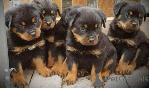 Photo №1. rottweiler - à vendre en ville de Washington | Gratuit | Annonce №135489