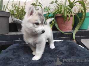 Photo №1. husky de sibérie - à vendre en ville de Korolev | négocié | Annonce №13070