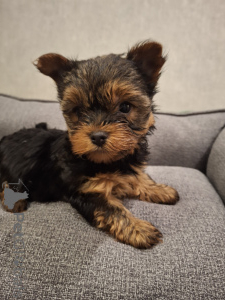 Photo №3. Chiots Yorkshire Terrier de race pure. La Lettonie
