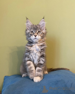 Photo №1. maine coon - à vendre en ville de Munich | négocié | Annonce № 144960