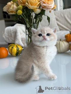 Photo №1. british shorthair - à vendre en ville de tchèque | négocié | Annonce № 178097