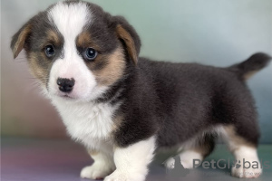 Photo №1. welsh corgi - à vendre en ville de Афины | 250€ | Annonce №98641