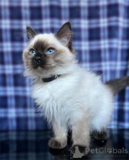 Photo №1. ragdoll - à vendre en ville de Brondby | 350€ | Annonce № 155440