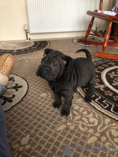 Photo №1. shar pei - à vendre en ville de Корк | Gratuit | Annonce №124163