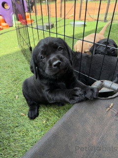 Photo №1. labrador retriever - à vendre en ville de Copenvague | négocié | Annonce №171281