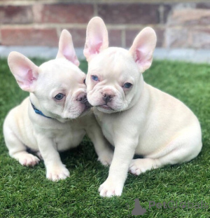Photo №1. bouledogue - à vendre en ville de Colorado City | négocié | Annonce №135569