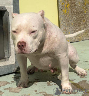 Photos supplémentaires: Chiots American Pocket Bully