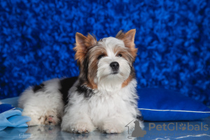 Photo №3. Biewer mâle chiot. Ukraine