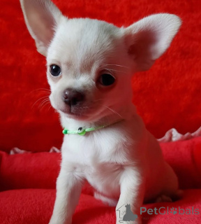 Photo №1. Chihuahuas mignons disponibles pour adoption en ville de Los Angeles. Prix - 372€. Annonce № 141883