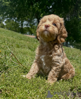 Photo №3. Beaux chiots Cavapoo à vendre élevés en famille et bien socialisés. Allemagne