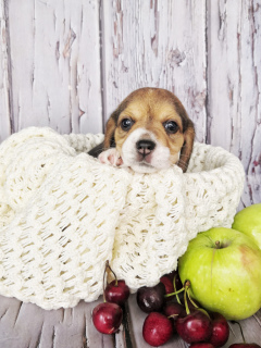 Photo №2 de l'annonce № 7038 de la vente beagle - acheter à Fédération de Russie de la fourrière