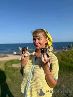 Photo №2 de l'annonce № 167174 de la vente chihuahua - acheter à USA éleveur