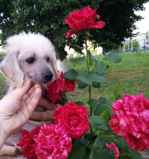 Photo №4. Je vais vendre chien chinois à crête en ville de Belgorod. annonce privée - prix - 213€