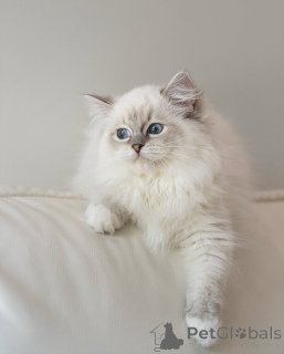 Photo №3. Prêt pour le ramassage et l'expédition. Un gentil géant en devenir. La finlande