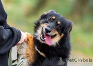 Photo №4. Je vais vendre chien bâtard en ville de Rivière moscou. annonce privée - prix - Gratuit