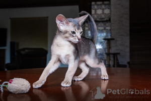 Photo №3. Enfants abyssiniens - 2 garçons et filles. Ukraine