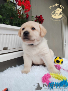 Photos supplémentaires: Chiots labrador retriever