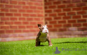 Photo №1. american bully - à vendre en ville de Grömitz | 350€ | Annonce №154313