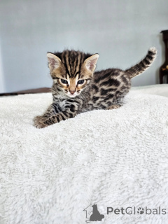 Photo №1. savannah - à vendre en ville de Berlin | négocié | Annonce № 167311