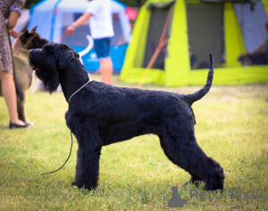 Photos supplémentaires: Chiots schnauzer noir géant