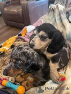 Photo №1. teckel - à vendre en ville de Manchester | 700€ | Annonce №165699