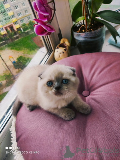 Photo №2 de l'annonce № 10638 de la vente scottish fold - acheter à Fédération de Russie annonce privée