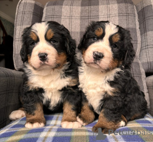 Photos supplémentaires: Superbes chiots bouvier bernois