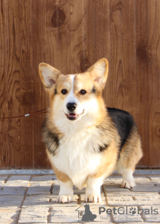 Photo №2 de l'annonce № 59923 de la vente welsh corgi - acheter à Fédération de Russie annonce privée