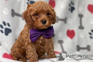 Photo №3. Beaux chiots Cavapoo Pour adoption gratuite. Allemagne