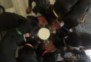 Photo №2 de l'annonce № 129151 de la vente dobermann - acheter à La finlande éleveur