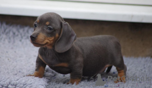 Photo №1. chien bâtard - à vendre en ville de Bésée | 600€ | Annonce №167498