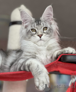 Photo №1. maine coon - à vendre en ville de Baden-Baden | 990€ | Annonce № 163469