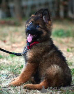 Photos supplémentaires: Magnifiques chiots berger allemand dsh.