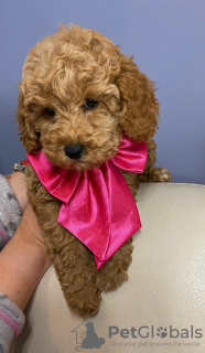 Photo №2 de l'annonce № 134061 de la vente caniche (jouet) - acheter à Serbie 