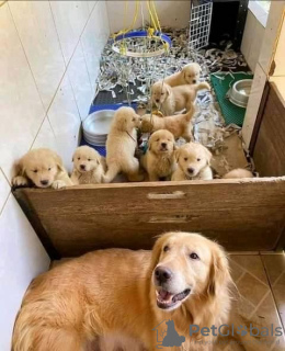 Photo №1. golden retriever - à vendre en ville de Lyon | 450€ | Annonce №11630