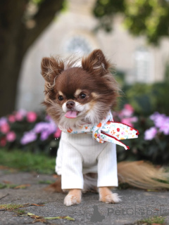 Photo №2 de l'annonce № 152215 de la vente chihuahua - acheter à Monténégro annonce privée, éleveur