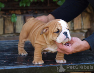 Photo №2 de l'annonce № 122127 de la vente bulldog anglais - acheter à Serbie éleveur