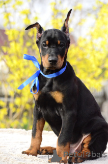 Photos supplémentaires: chiots dobermann