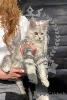 Photo №3. Adel. Fédération de Russie