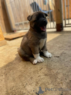 Photo №4. Je vais vendre akita (chien) en ville de Saiberjay. annonce privée - prix - négocié